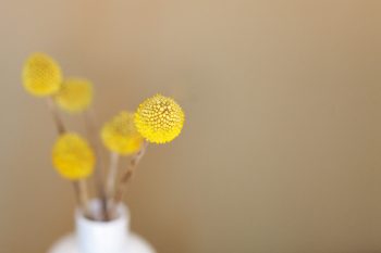 Yellow seed heads in small white vase